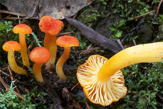 Hygrocybe cantharellus